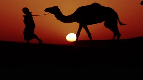 Camel on the Silk Road Stock Footage 235249524