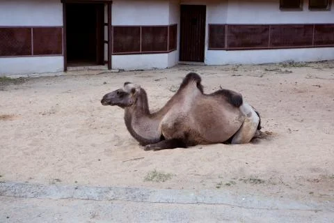 A camel sits on the sand Stock Photos