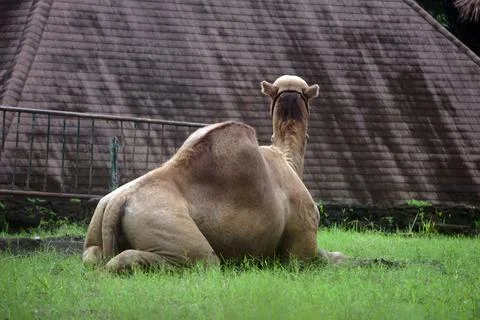 A camel sitting on the grass Stock Photos