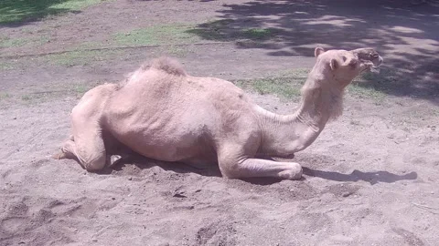 Camel sitting on ground Stock Footage 168082788