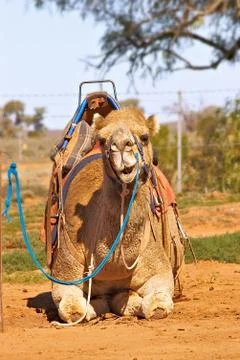 Camel sitting with saddle Foto stock