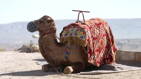 Camel sitting with the saddle ready Stock Footage 207104315