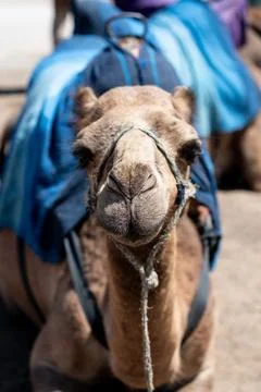 Camel sitting in the sand Stock Photos