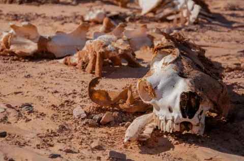Camel skeleton on the sand in the desert. Foto stock
