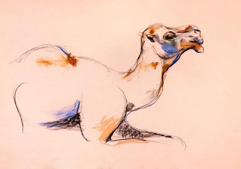 Camel sketch Stock Photos