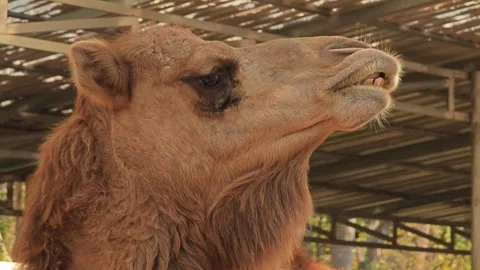 Camel in slow motion shot. Stock Footage 306989942