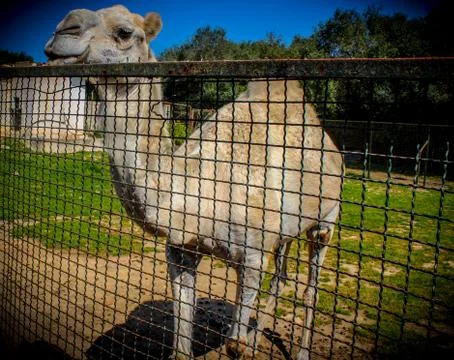 Camel is smiling Stock Photos