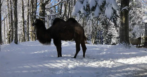 Camel on the  snow Stock Footage 168243982