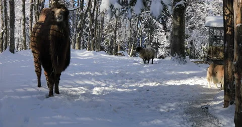 Camel on the  snow Stock Footage 168251546