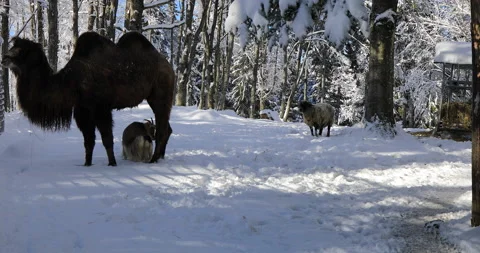 Camel on the snow Stock Footage 168252013