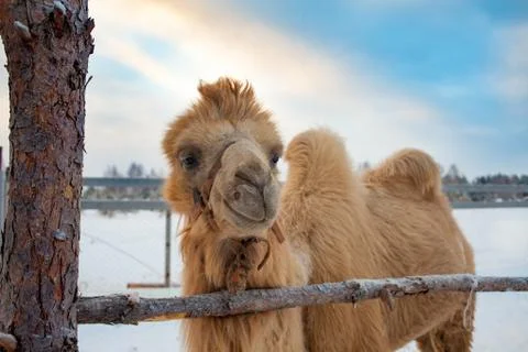 A camel in the snow Stock Photos