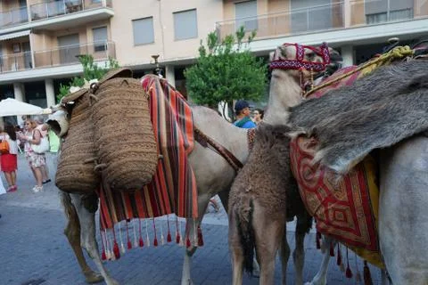 Camel in Spain Stock Photos