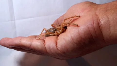 Camel spider, also known as windscorpion, Solifugae, sun spider. insect, insects Stock Footage 141625995