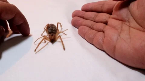 Camel spider isolated, also known as windscorpion, Solifugae, sun spider. insect Stock Footage 141623872