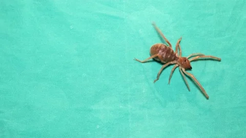 Camel spider isolated, also known as windscorpion, Solifugae, sun spider. insect Stock Footage 141624793