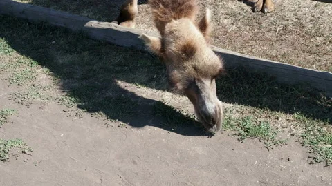 Camel in the stall on the farm. Stock Footage 162061310