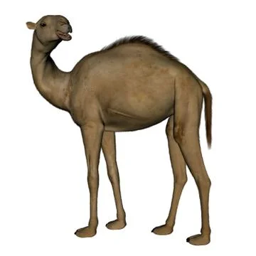 Camel standing - 3D render Stock Illustration