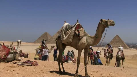 Camel standing with background of pyramids Stock-Footage 11874470