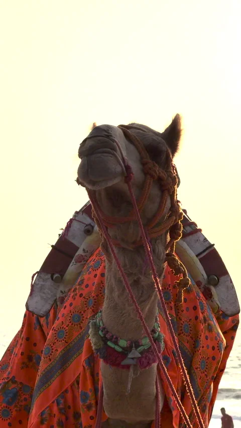Camel Standing on Beach 스톡 동영상 332553554