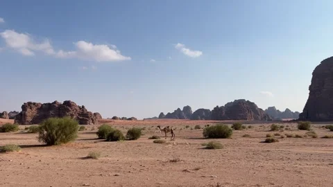 Camel standing between the Rock formations in Tabuk area in Bajda Stock-Footage 256919122