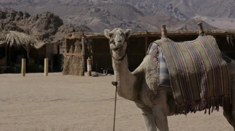 Camel is standing on a desert Stock Footage 39541732