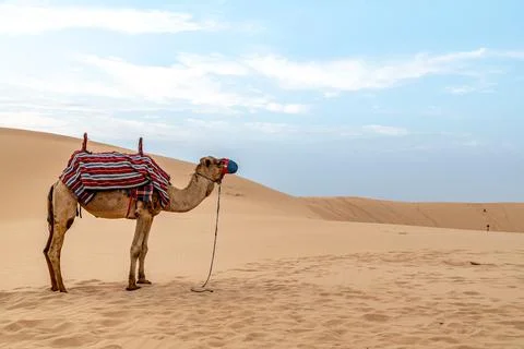 Camel standing in the desert Stock Photos