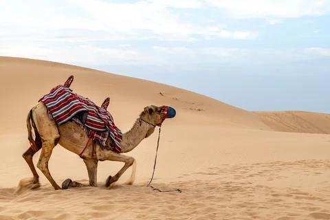 Camel standing-up in the desert Stock Photos