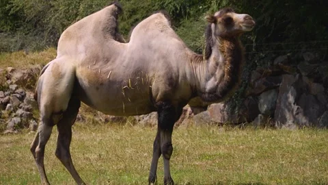 A camel standing Stock Footage 246426092