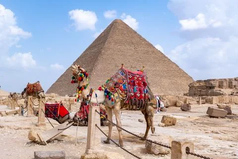 Camel standing at giza pyramids complex 스톡 사진