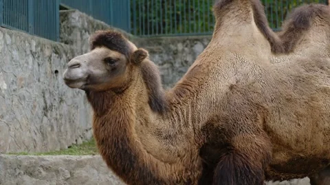 Camel standing inside a zoo enclosure with stone wall and fence in background Stock Footage 325792548