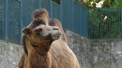 Camel standing inside a zoo enclosure with stone wall and fence in background Stock Footage 325792577