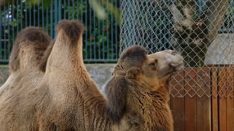 Camel standing inside a zoo enclosure with stone wall and fence in background Stock Footage 325793326