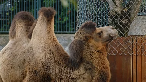 Camel standing inside a zoo enclosure with stone wall and fence in background Stock Footage 325793595