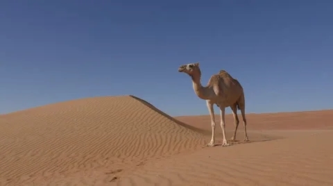 Camel standing next to a sand dune in the desert of Oman Stock Footage 61482040