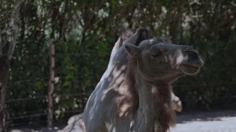Camel standing outdoors in the shade of trees. Stock Footage 345679022