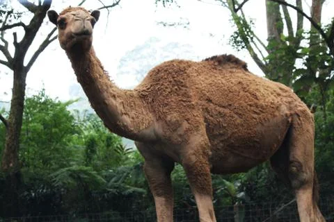 A camel is standing Stock Photos