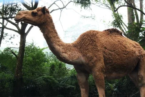 A camel is standing Stock Photos