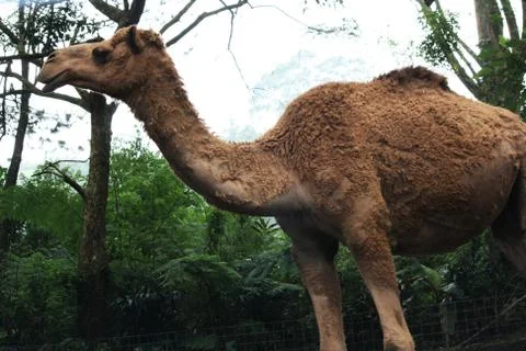 A camel is standing Stock Photos