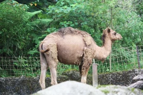 A camel is standing Stock Photos