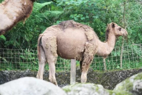 A camel is standing Stock Photos