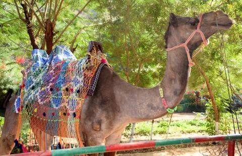 Camel standing Stock Photos