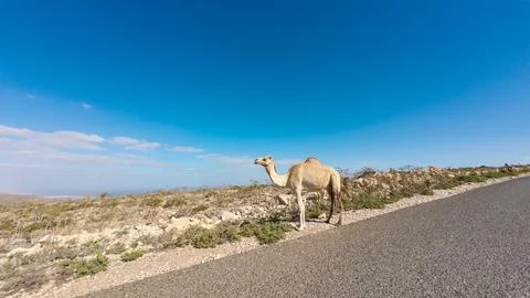 Camel standing by roadside under blue sky Stock Photos