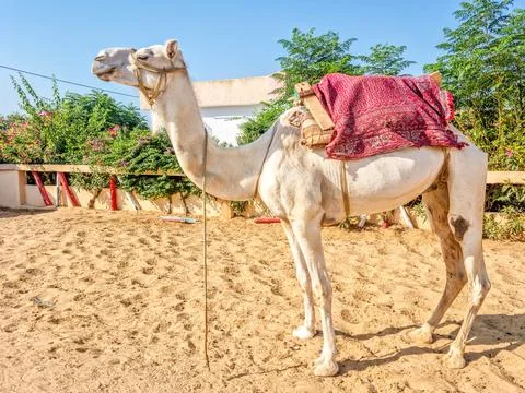 Camel standing on a sandy landscape Foto stock