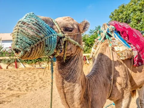 Camel standing on a sandy landscape Fotos de archivo