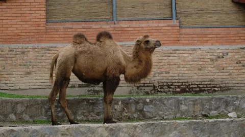 Camel standing on a stone platform inside a zoo enclosure with brick wall in Stock Footage 325792975