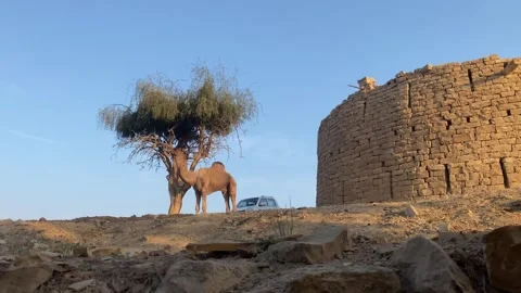 Camel standing under the tree near a hut or home in dry desert area of jaisalmer Stock Footage 282791097