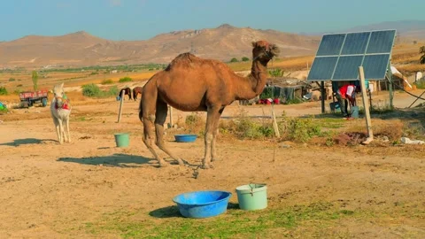Camel stands against backdrop of mountains in steppe. person washes solar panels Vidéo 218377849