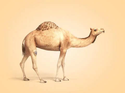 Camel stands on color gradient background 3d render Stock Illustration