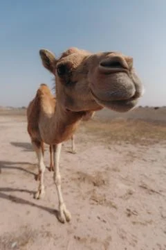 Camel stands in the desert under the rays of the sun in Dubai. Stock Photos