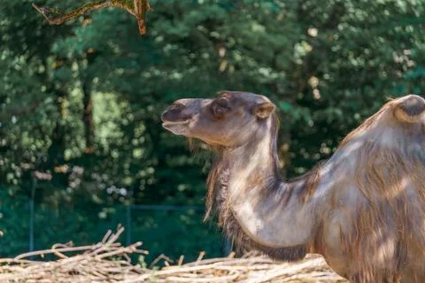 Camel stands near tree while looking up at branches in a natural setting du.. Stock Photos